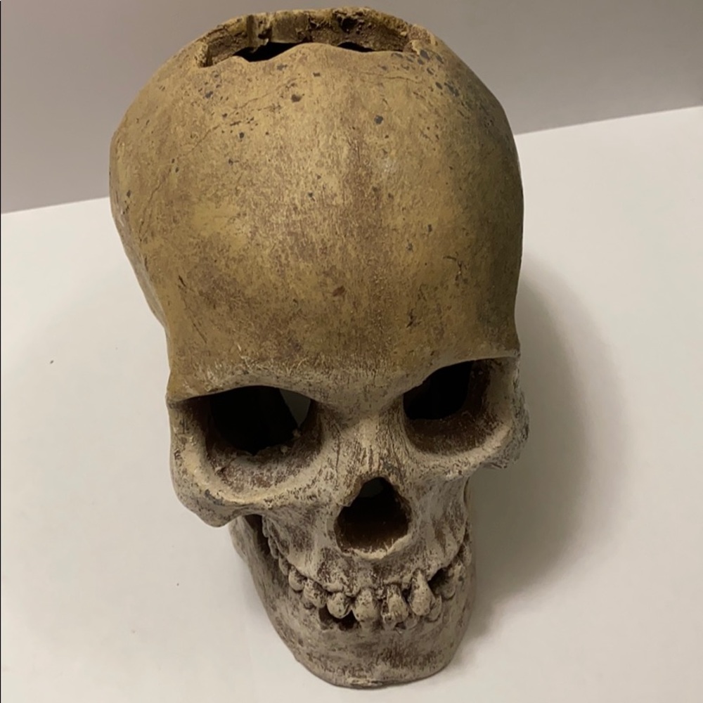 🐠 Exotic Environments Aquarium Ornament! 🐠